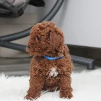 Abaro, a male Poodle - Toy  for sale in Millersburg, OH – Photo 2 of 6