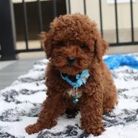 Abaro, a male Poodle - Toy  for sale in Millersburg, OH – Photo 4 of 6