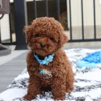 Abaro, a male Poodle - Toy  for sale in Millersburg, OH – Photo 1 of 6