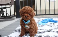 Abaro, a male Poodle - Toy  for sale in Millersburg, OH – Photo 1 of 6