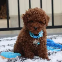 Abaro, a male Poodle - Toy  for sale in Millersburg, OH – Photo 6 of 6