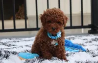Abaro, a male Poodle - Toy  for sale in Millersburg, OH – Photo 6 of 6