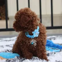 Abaro, a male Poodle - Toy  for sale in Millersburg, OH – Photo 5 of 6