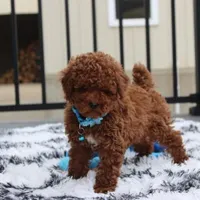 Abaro, a male Poodle - Toy  for sale in Millersburg, OH – Photo 3 of 6