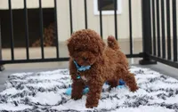 Abaro, a male Poodle - Toy  for sale in Millersburg, OH – Photo 3 of 6