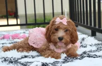 Felicity , a female Cavapoo for sale in Millersburg, OH – 5 of 5