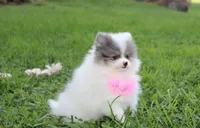 Flora, a female Pomeranian for sale in Millersburg, OH – 3 of 7