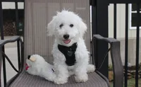 Carson, a male Bichon Frise for sale in Millersburg, OH – Photo 1 of 6