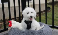 Carson, a male Bichon Frise for sale in Millersburg, OH – Photo 4 of 6