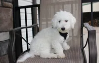 Carson, a male Bichon Frise for sale in Millersburg, OH – Photo 5 of 6