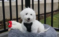 Carson, a male Bichon Frise for sale in Millersburg, OH – Photo 6 of 6