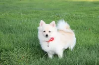 Cooper , a male Pomeranian for sale in Millersburg, OH – 5 of 10