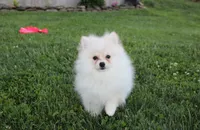 Charlie , a male Pomeranian for sale in Millersburg, OH – 3 of 6