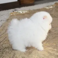 Prince, a male Pomeranian for sale in Millersburg, OH – Photo 6 of 10