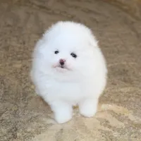 Prince, a male Pomeranian for sale in Millersburg, OH – Photo 1 of 10