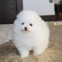 Prince, a male Pomeranian for sale in Millersburg, OH – Photo 4 of 10