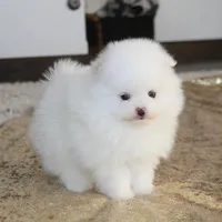 Prince, a male Pomeranian for sale in Millersburg, OH – Photo 8 of 10