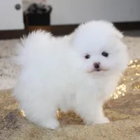 Prince, a male Pomeranian for sale in Millersburg, OH – Photo 5 of 10