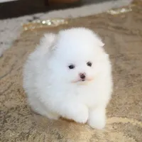 Prince, a male Pomeranian for sale in Millersburg, OH – Photo 3 of 10