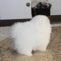 Prince, a male Pomeranian for sale in Millersburg, OH – Photo 10 of 10