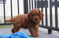 Major , a male Cavapoo for sale in Millersburg, OH – 7 of 9