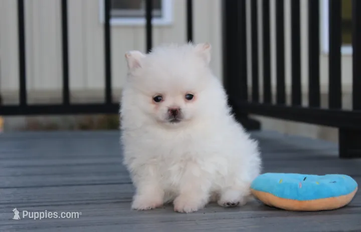 Mochi – Pomeranian puppy for sale in Millersburg, OH
