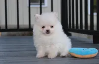 Mochi, a male Pomeranian for sale in Millersburg, OH – 1 of 10