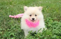 Layla, a female Pomeranian for sale in Millersburg, OH – 4 of 7