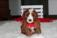 Mika, a male Cavapoo for sale in Millersburg, OH – 7 of 9
