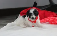 Ryder, a male Yorkipoo for sale in Millersburg, OH – 5 of 7