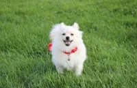 Cooper , a male Pomeranian for sale in Millersburg, OH – 6 of 10