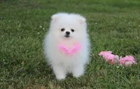 Reese, a female Pomeranian for sale in Millersburg, OH – 2 of 8