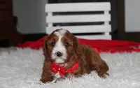 Mika, a male Cavapoo for sale in Millersburg, OH – 8 of 9