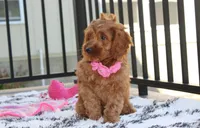 Lyra, a female Cockapoo for sale in Millersburg, OH – 9 of 10