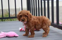 Lily, a female Cockapoo for sale in Millersburg, OH – 6 of 6
