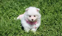 Molly , a female Pomeranian for sale in Millersburg, OH – Photo 9 of 10