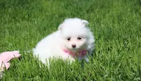 Molly , a female Pomeranian for sale in Millersburg, OH – Photo 2 of 10