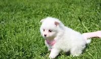 Molly , a female Pomeranian for sale in Millersburg, OH – Photo 7 of 10