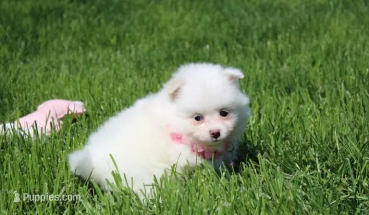 Molly  – Pomeranian puppy for sale in Millersburg, OH