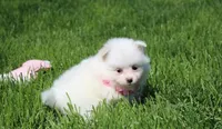 Molly , a female Pomeranian for sale in Millersburg, OH – Photo 1 of 10