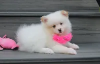 Luna, a female Pomeranian for sale in Millersburg, OH – 8 of 10