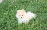 Teddy , a male Pomeranian for sale in Millersburg, OH – 6 of 9