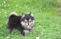 Tilly, a female Pomeranian for sale in Millersburg, OH – 3 of 10