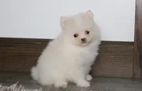 Remi, a female Pomeranian for sale in Millersburg, OH – 9 of 9