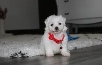 Jojo, a male Bichon Frise for sale in Millersburg, OH – 3 of 10