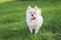 Cooper , a male Pomeranian for sale in Millersburg, OH – 3 of 10