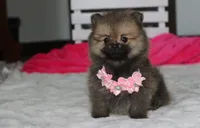 Zoey, a female Pomeranian for sale in Millersburg, OH – 4 of 10