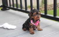 Ella , a female Yorkipoo for sale in Millersburg, OH – 2 of 7