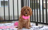 Lacie, a female Cockapoo for sale in Millersburg, OH – 6 of 7