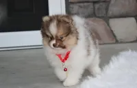 Bentley , a male Pomeranian for sale in Millersburg, OH – 9 of 10